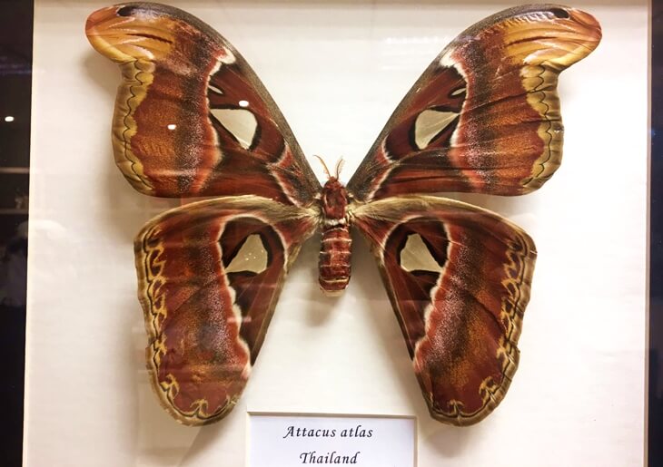 Atlas güvesi (Attacus atlas), Konya Tropikal Kelebek Bahçesi Böcek Müzesi’nde sergilenen büyük kanatlı tropik tür olarak görüntülendi.